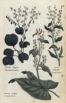 Common sorrel, mountain sorrel and sheeps sorrel Common sorrel, mountain sorrel and sheeps sorrel