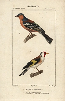 Common swift, Apus apus, and common house martin Common swift, Apus apus, and common house martin