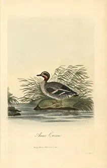 George Graves Artwork Prints: Common tern, Sterna hirundo