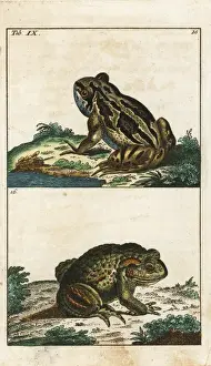 Gottlieb Tobias Wilhelm Prints: Common toad, Bufo bufo