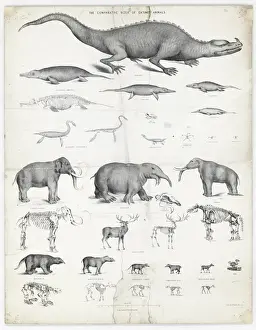 The Comparative Sizes of Extinct Animals Print