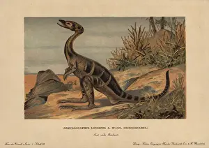 Chromolithograph Illustration Prints: Compsognathus longipes, extinct small, bipedal