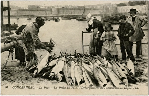 Concarneau, France - The Port - A catch of Tuna Concarneau, France - The Port - A catch of Tuna