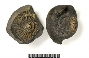Concretions with ammonites (saligrams) Concretions with ammonites (saligrams)