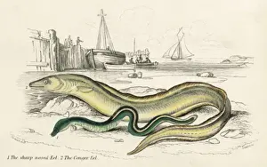 Marine Life Illustration Prints: Conger Eel & Sharp Nosed