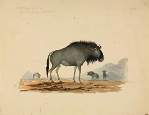 Connochaetes taurinus, Blue wildebeest Connochaetes taurinus, Blue wildebeest