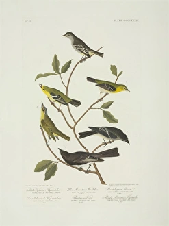 Contopus sordidulus, Sayornis nigricans, Vireo olivaceus, Em Contopus sordidulus, Sayornis nigricans, Vireo olivaceus, Em