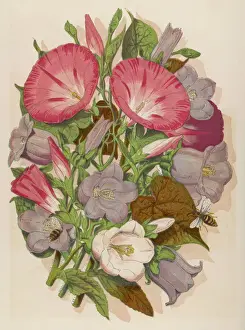 Prints of Pink CONVOLVULUS (Bindweed) and blue and white CAMPANULA MEDIUM Canterbury Bell) depicted with bees Still Life Artwork Prints: Convolvulus and Campanula Print with Bees