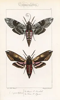 Convolvulus hawkmoth and privet hawkmoth Convolvulus hawkmoth and privet hawkmoth