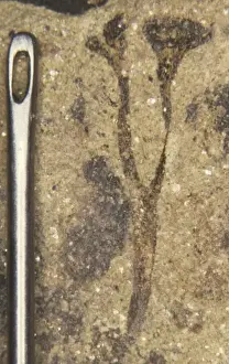 Prints of A fossilised pin-sized plant. The earliest land plants were very small as seen in the minute bifurcating stems terminating in expanded spore sacs of Cooksonia pertoni, 10 mm in length Herefordshire Prints: Cooksonia pertoni Print, Early Devonian Fossilised Plant