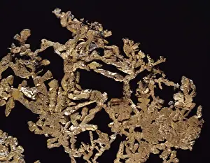 Natural History Museum Specimens Prints: Copper