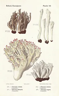 Coral fungus varieties Coral fungus varieties