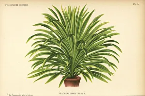 Cordyline australis hybrid, Dracaena rigoutsi Cordyline australis hybrid, Dracaena rigoutsi