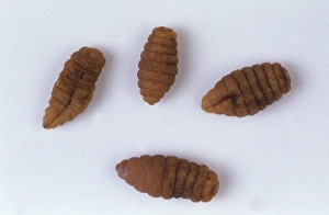 Cordylobia anthropophaga, tumbu fly larvae Cordylobia anthropophaga, tumbu fly larvae