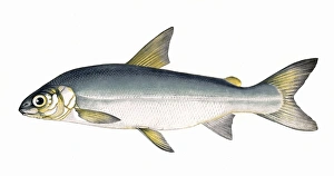 Coregonus pennantii, or Gwyniad Coregonus pennantii, or Gwyniad