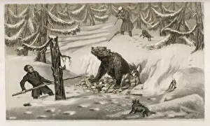 Cornering a Bear Print, Sweden