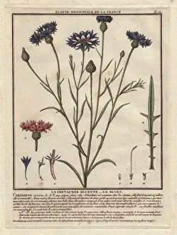Handcoloured Copperplate Engraving Print of Cornflower, 1780