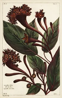 Cornucopian shrub, Copianthus indica Cornucopian shrub, Copianthus indica