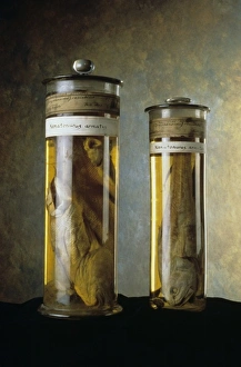 Coryphaenoides armatus, abyssal grenadier Coryphaenoides armatus, abyssal grenadier
