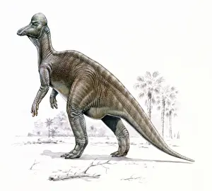 Prints of The Corythosaurus, meaning Corinthian helmet lizard, was a bipedal herbivorous dinosaur that lived during the Upper Cretaceous period, 76 to 74 million years ago Extinct Prints: Corythosaurus Print: Upper Cretaceous Period Herbivore