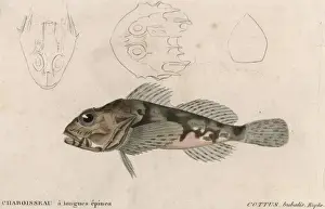 Prints of COTTUS BUBALIS EUPHR. Mottled pink and brown Bubalis Prints: Mottled Pink and Brown Print of Cottus Bubalis Euphr