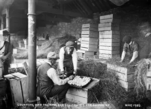 Prints of Counting and Packing Eggs in Crates forShipment - a view of men with eggs packing them at Cookstown market. (Location: Northern Ireland; County Tyrone; Cookstown). Date: circa early 1900s Tyrone Prints: Early 20th Century Print - Egg Packers at Cookstown Market