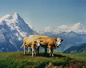 Two cows with bells round their necks in Alpine scenery Two cows with bells round their necks in Alpine scenery