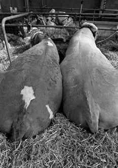 Two cows at Royal Show, Warwickshire, England Two cows at Royal Show, Warwickshire, England