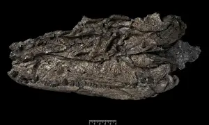 Carboniferous Period Print of Crassigyrinus Fossil