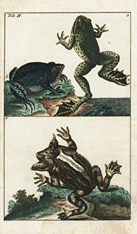 Creole frog, American toad and Surinam horned frog Creole frog, American toad and Surinam horned frog