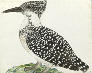 Crested kingfisher, Megaceryle lugubris Crested kingfisher, Megaceryle lugubris