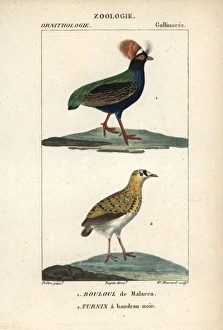 Crested partridge, Rollulus rouloul, and Madagascar Crested partridge, Rollulus rouloul, and Madagascar