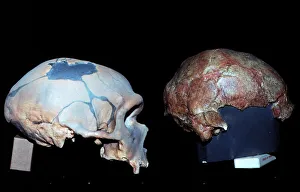 Cro-magnon and Neanderthal skull comparison Cro-magnon and Neanderthal skull comparison