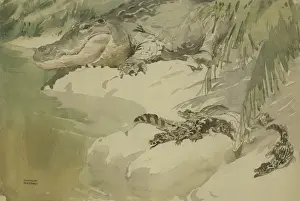 Raymond Sheppard Artwork Prints: Crocodile and young