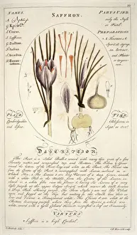 Crocus sativa Saffron Print, Botanicum Medicinale (1759)
