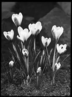 Crocus Versicolor Print - White Petals with Purple Stripes