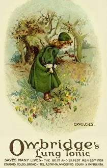 Crocuses Print: Lung Tonic Advertising circa 1904