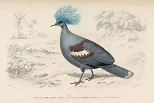Prints of CROWNED PIDGEON Related Prints: Crowned Pigeon Print