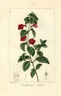 Stipple Copperplate Art Prints: Cupids bower, Achimenes erecta