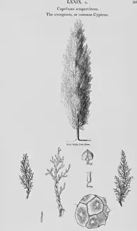 Botanical Illustrations Prints: Cupressus sempervirens, Italian cypress