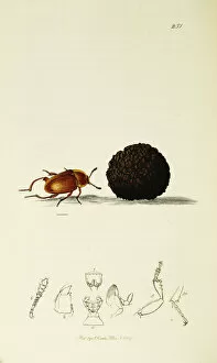 Aestivum Collection: Curtis British Entomology Plate 251