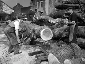 Industrial Chainsaw Log Cutting Print, 1950s
