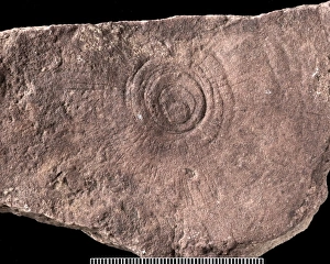 Cyclomedusa Cyclomedusa
