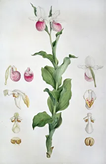 Cypripedium reginae, ladys slipper orchid. Also known as pi Cypripedium reginae, ladys slipper orchid. Also known as pi