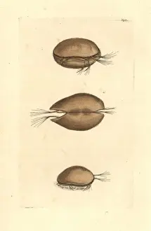 Frederick Nodders Artwork Prints: Cypris pubera