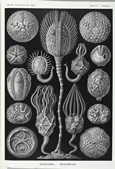 Cystoidea; extinct stalked echinoderm Cystoidea; extinct stalked echinoderm