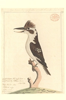 Dacela novaeguineae, laughing kookaburra Dacela novaeguineae, laughing kookaburra