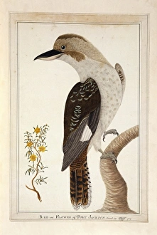 Dacelo novaeguineae, laughing kookaburra Dacelo novaeguineae, laughing kookaburra