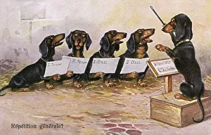 A Dachshund choir has a dress rehearsal A Dachshund choir has a dress rehearsal