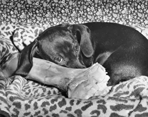 Unusual Animal Friends Prints: Dachshund with a large bone